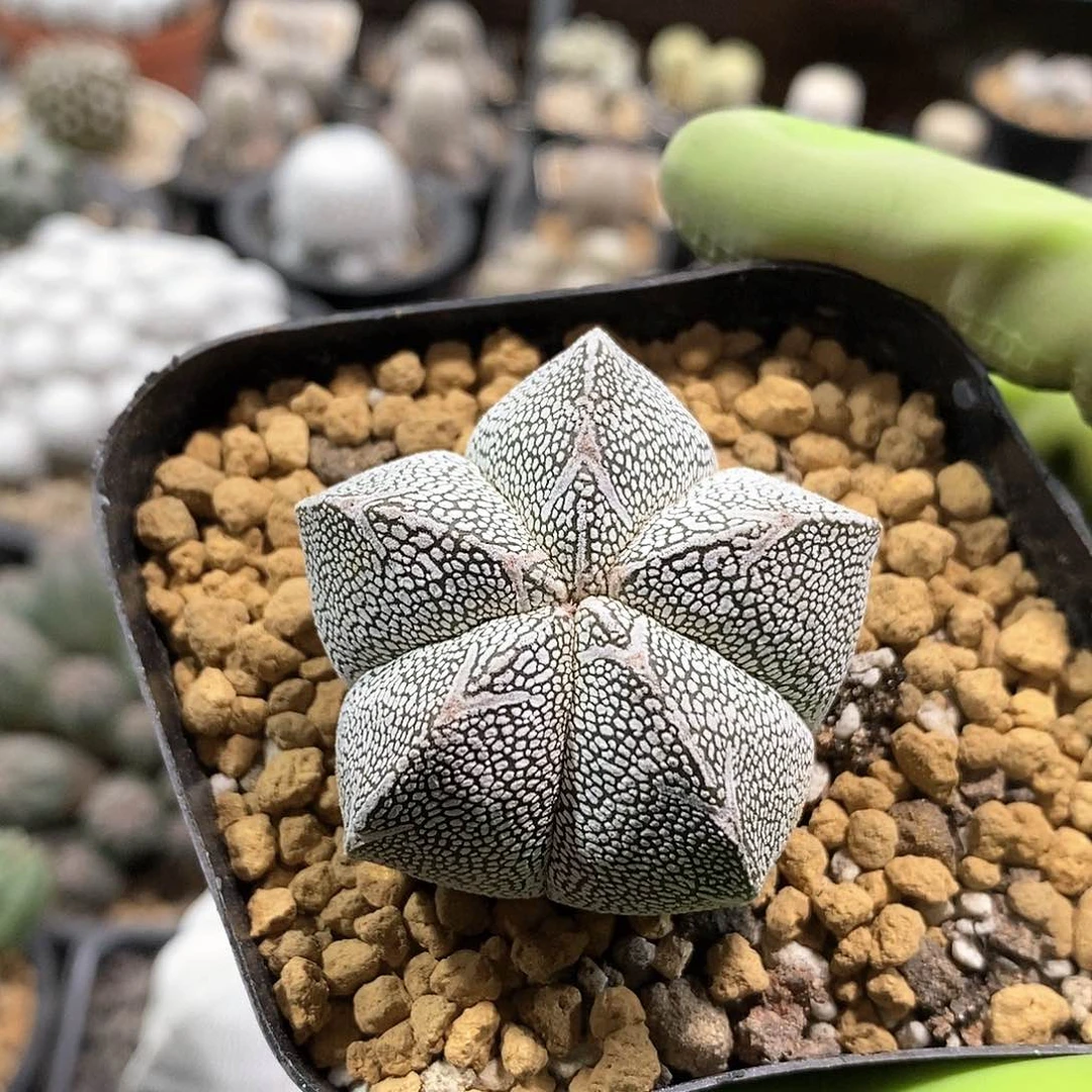 实生恩冢仙人球1棵