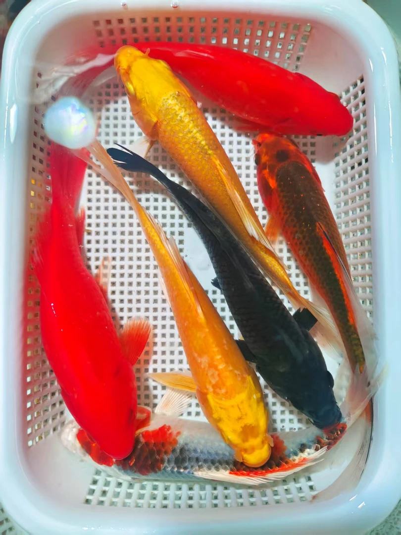 【新七星】2黄2红草2松叶1白锦鲤淡水鱼10-13cm观赏鱼锦鲤活鱼好养