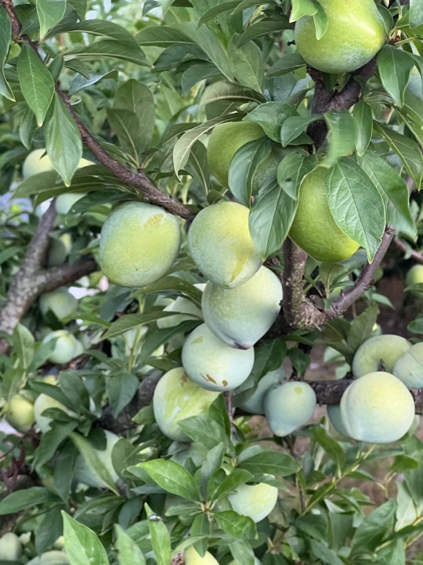 福建连城本地新鲜脆甜多汁奈李果园直发包邮应季水果