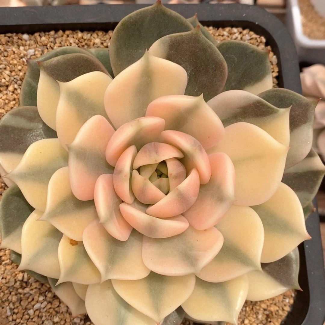 ㄨ****?贝加尔湖锦多肉植物