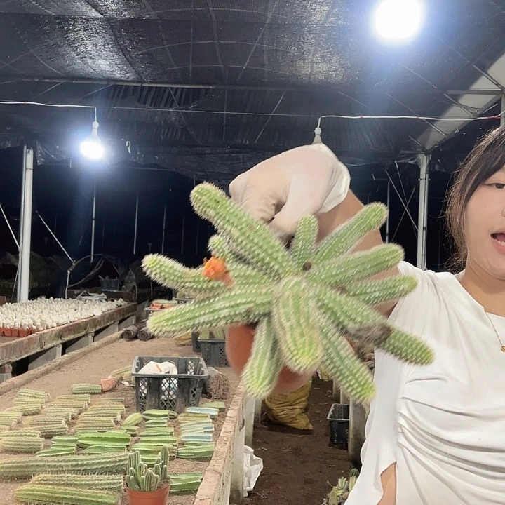 吕根岛清货版（掉头掉崽不售后）