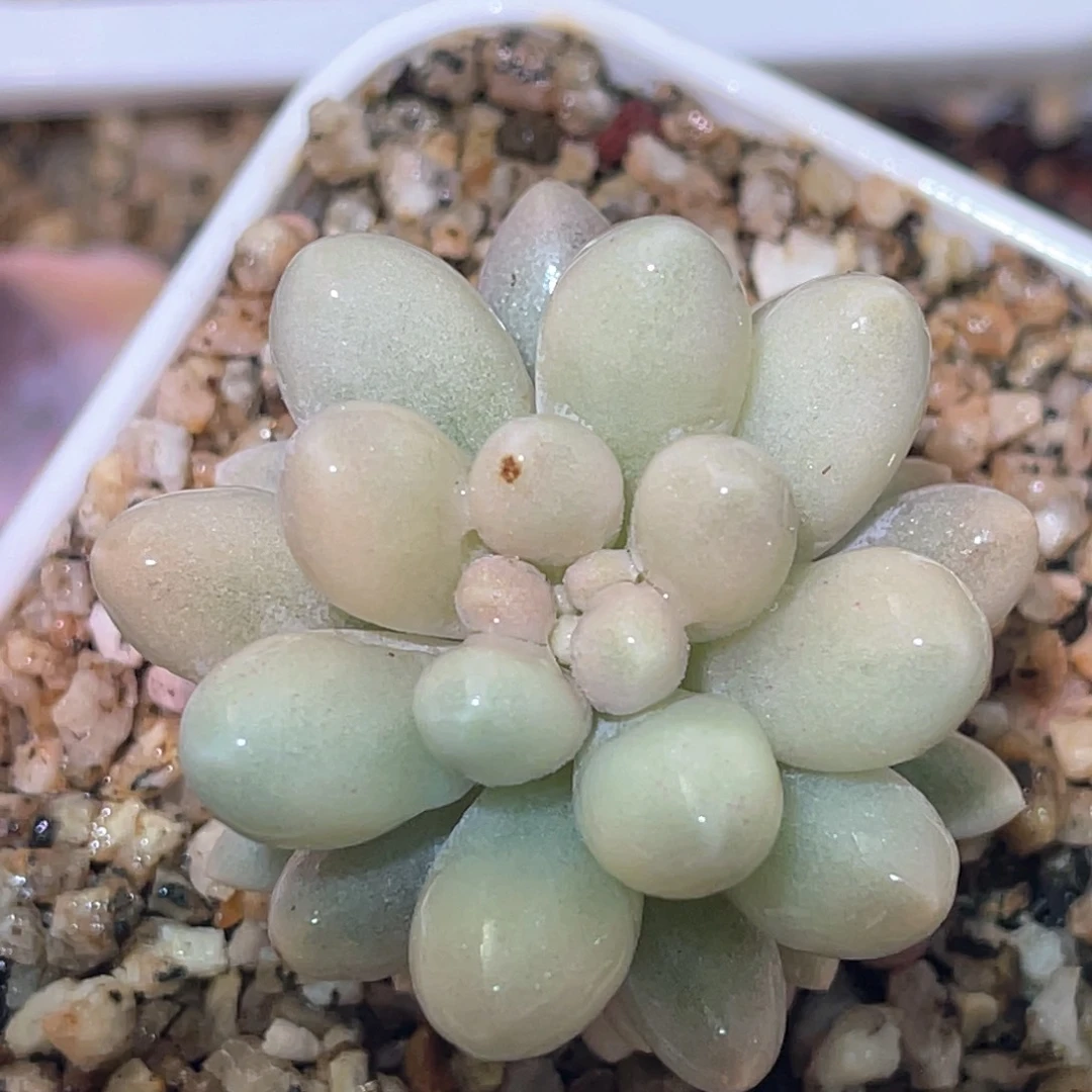 多肉特价婴儿手指锦带崽