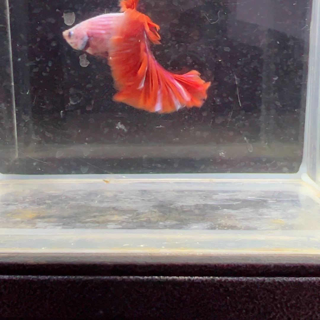 斗鱼浅色特殊尾hhhh