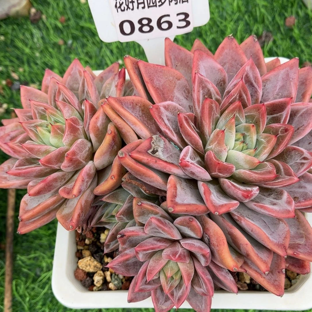 多肉植物0863 满30包邮