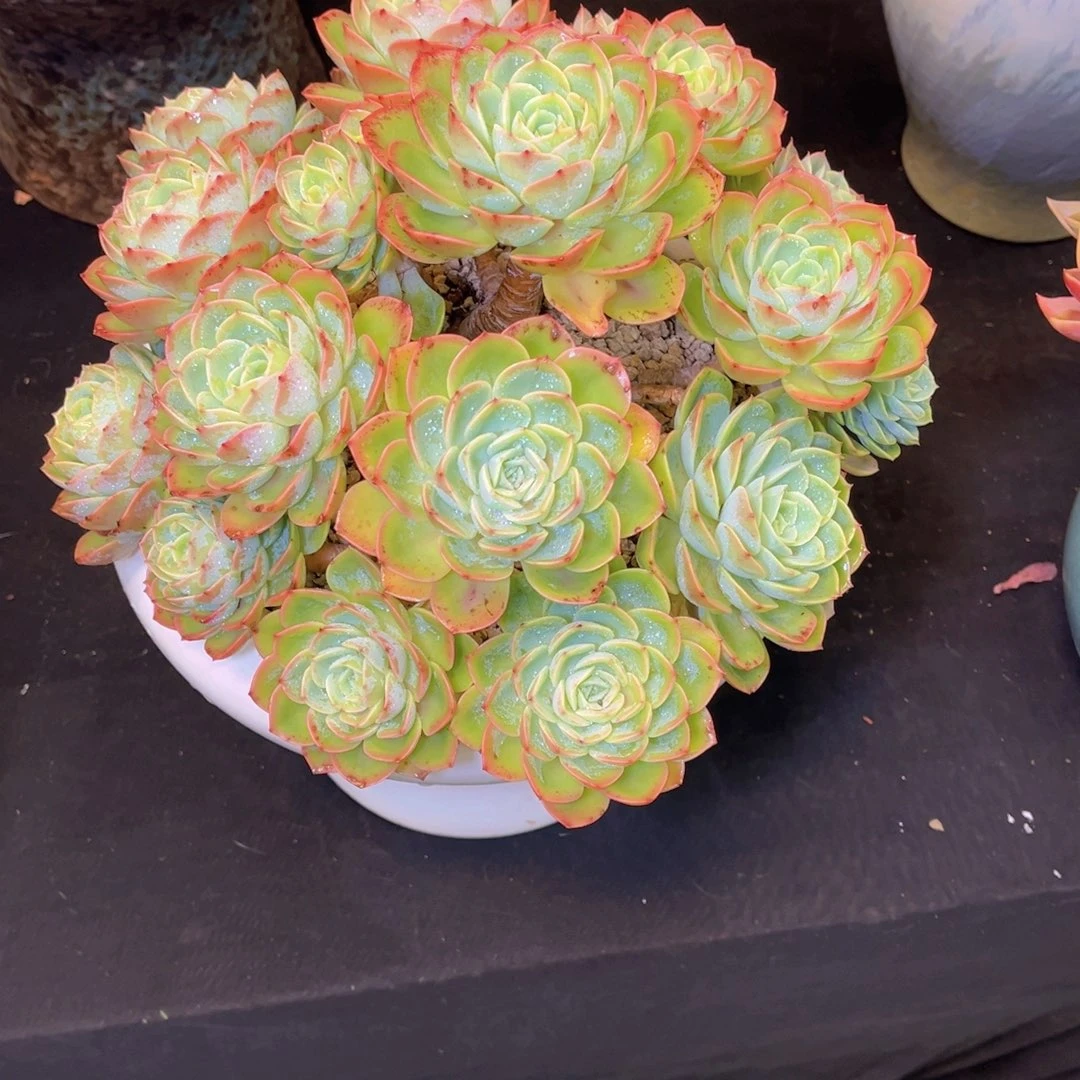 朝*?多肉植物带盆物流到付