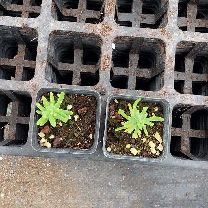 旋转楼梯55杯小精品