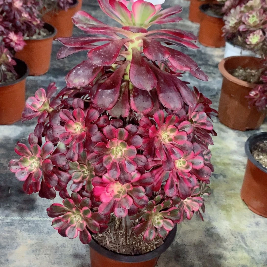 ?**?丽娜387多肉1111