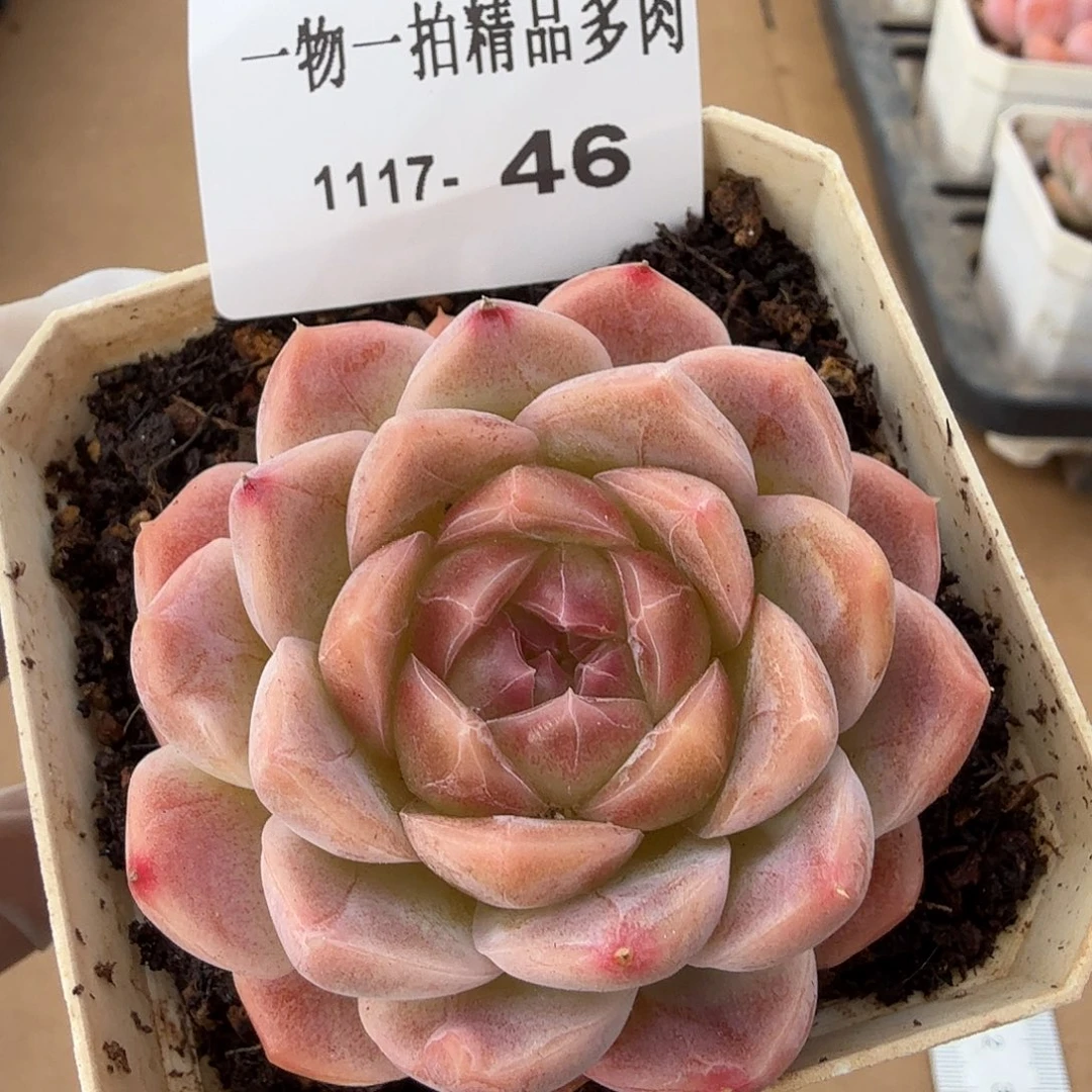 1117-46单颗多肉组合（一物一拍）