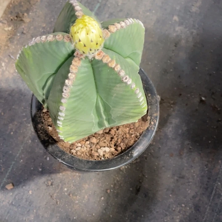 *****实生一颗五棱副棱脱土发