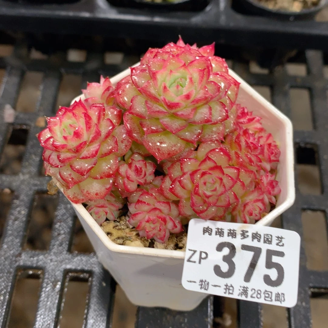 肉萌萌拇指盆精控多肉ZP375