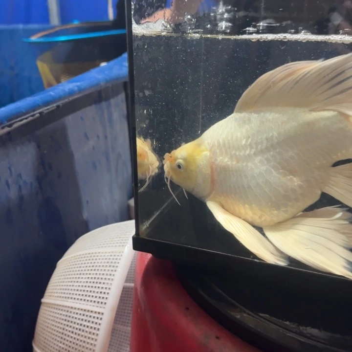 小***学蝴蝶鲤鱼蝴蝶鲤包邮98