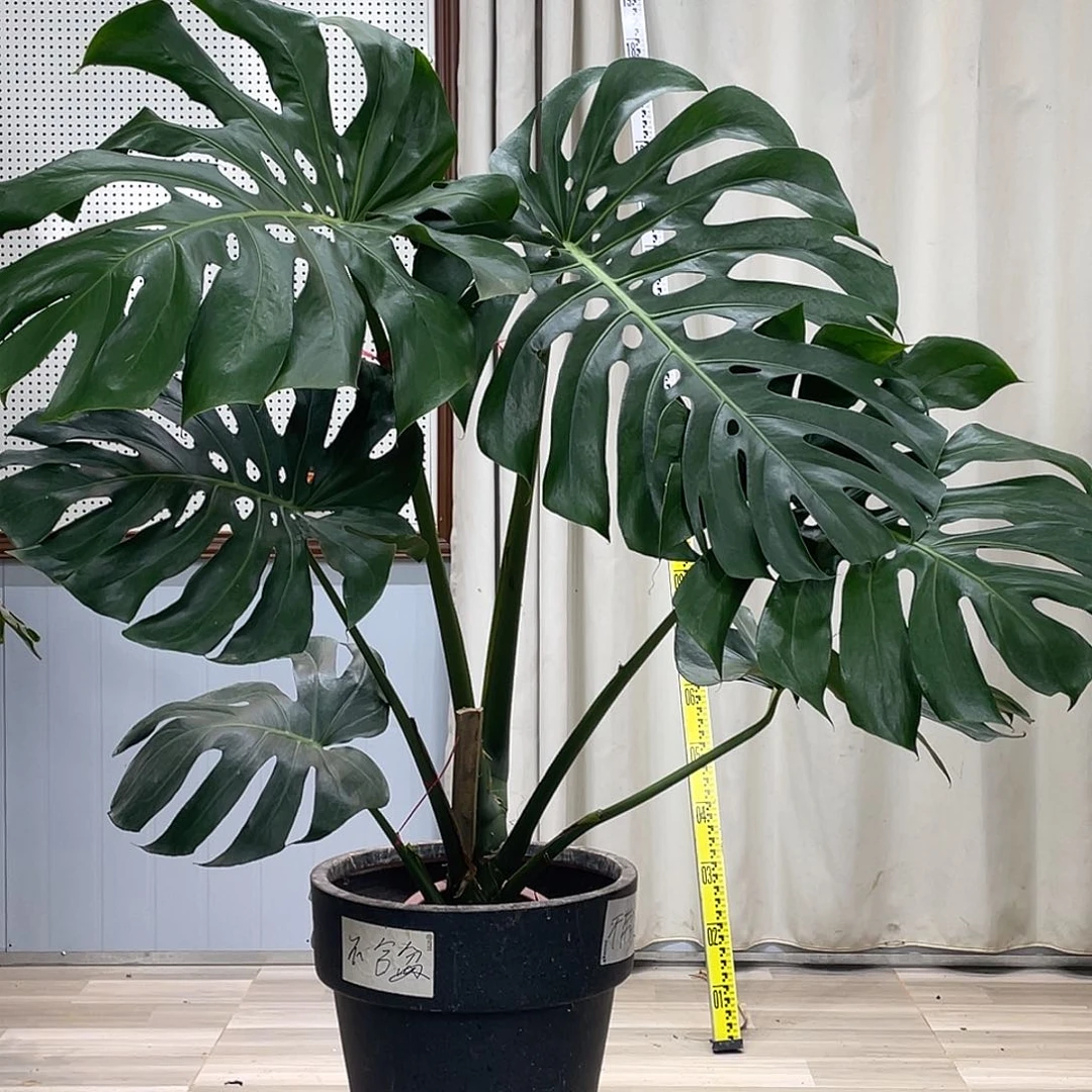 龟背竹的故事是一个人的故事吗