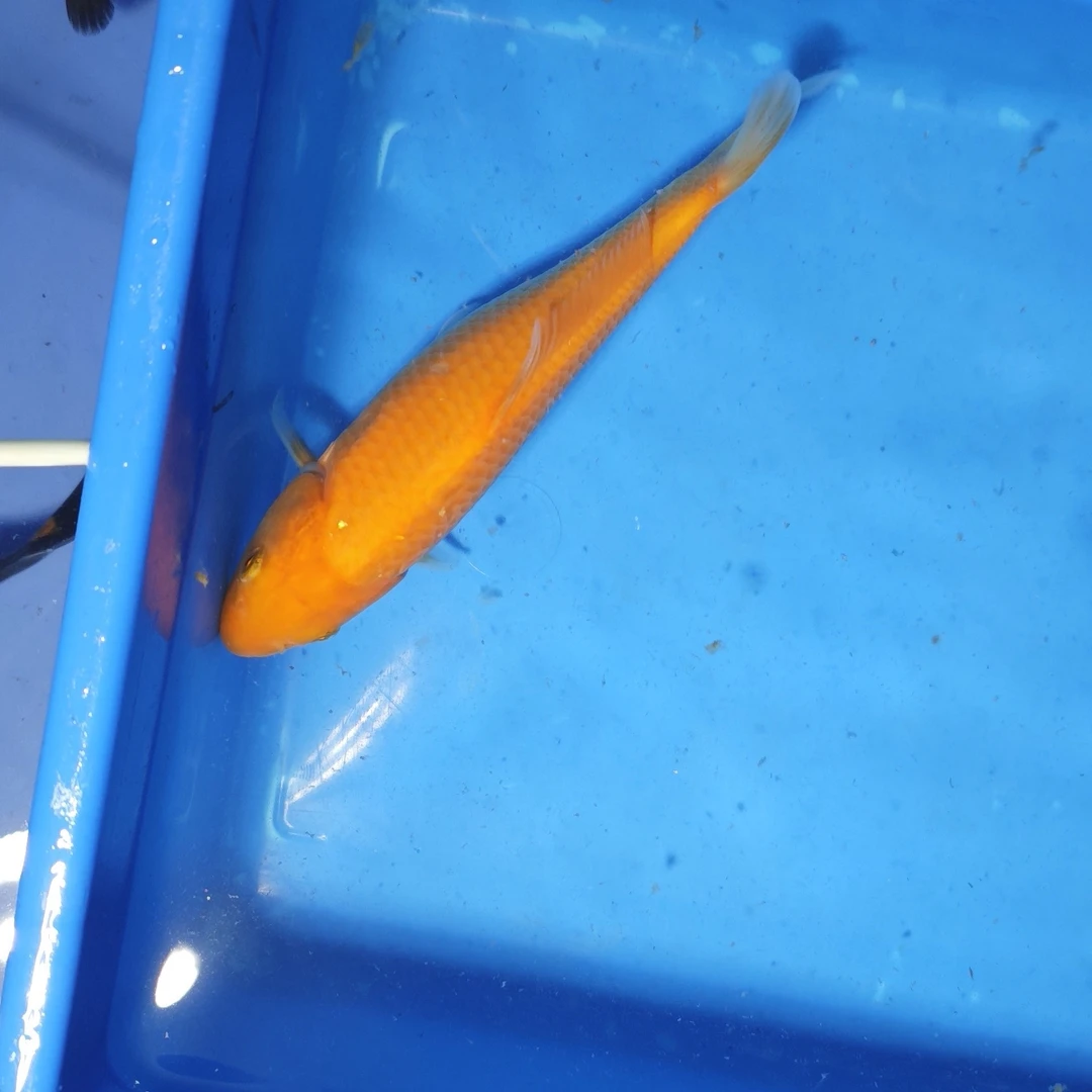 001专属进口可溯源锦鲤红白昭和大正高端锦鲤鱼