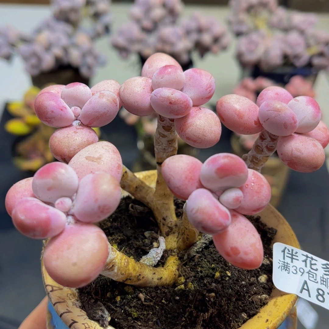 876/8cm糖果桃蛋多肉