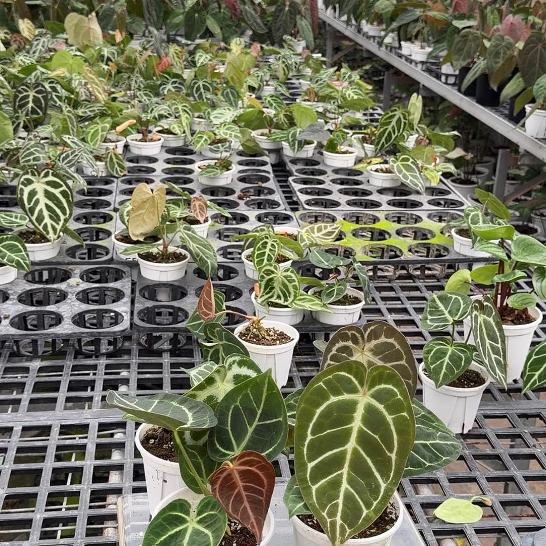 完全开放F925无售后