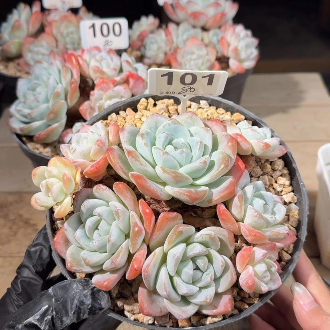 101号8头冰玉老桩群生