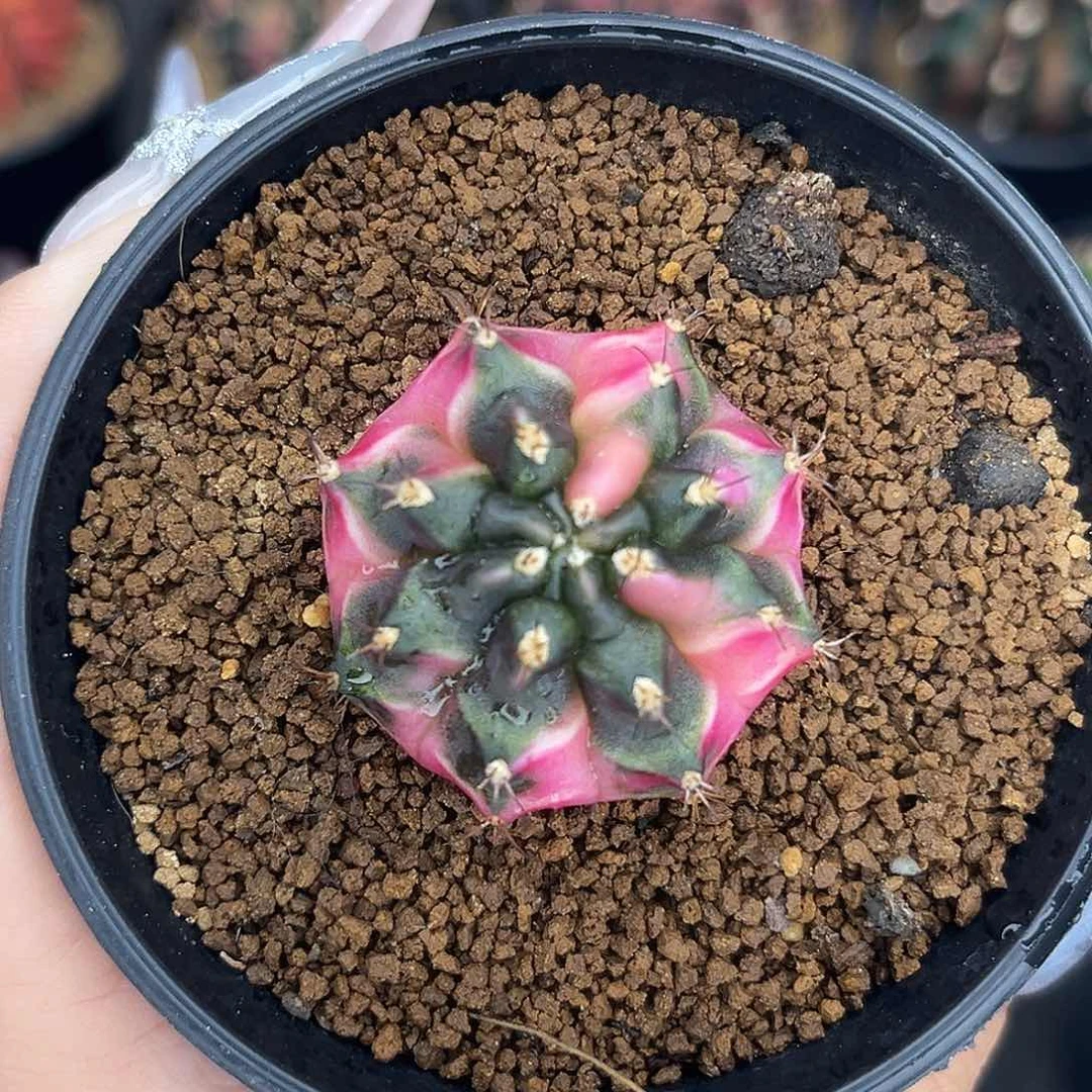 梦想锦 测牙 带盆土发货