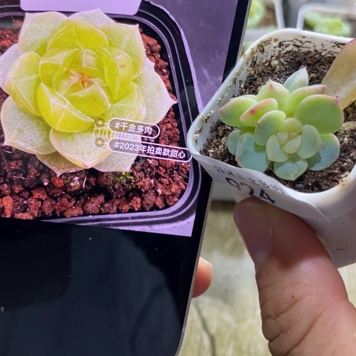 标签924甜心338一个多肉