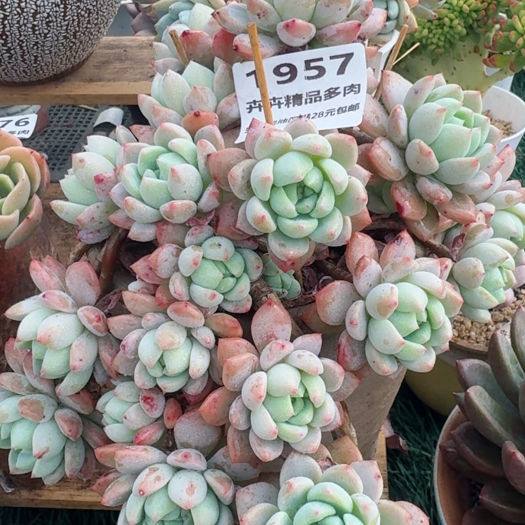 1957一物一拍（满28包邮）
