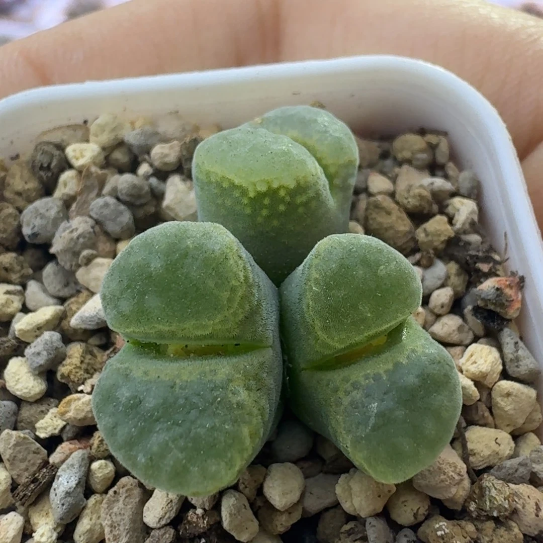 70号三头绿麒麟一物一拍