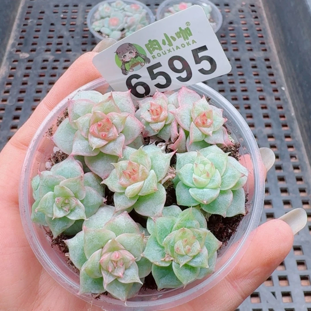 多肉植物多肉植物