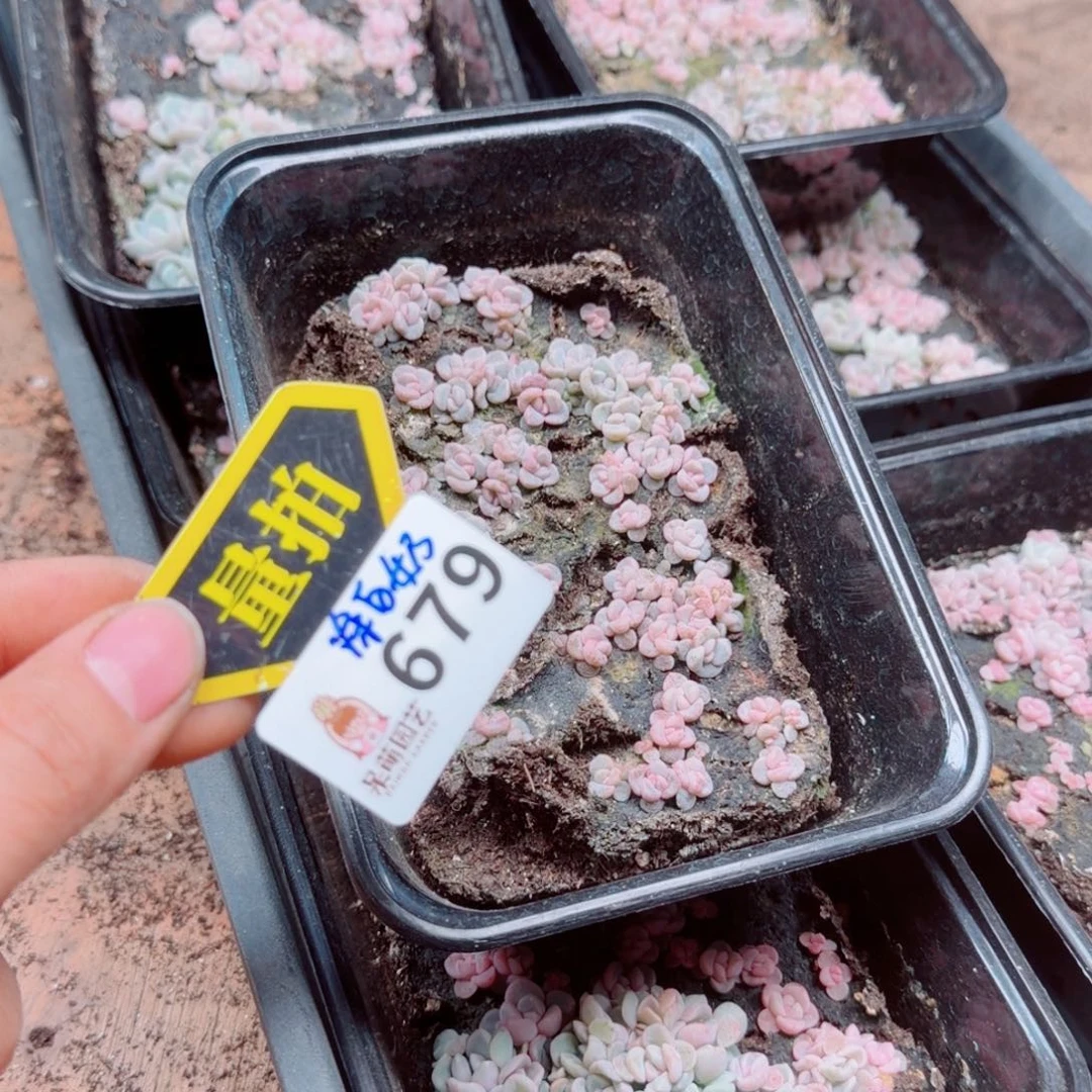 多肉植物多肉植物