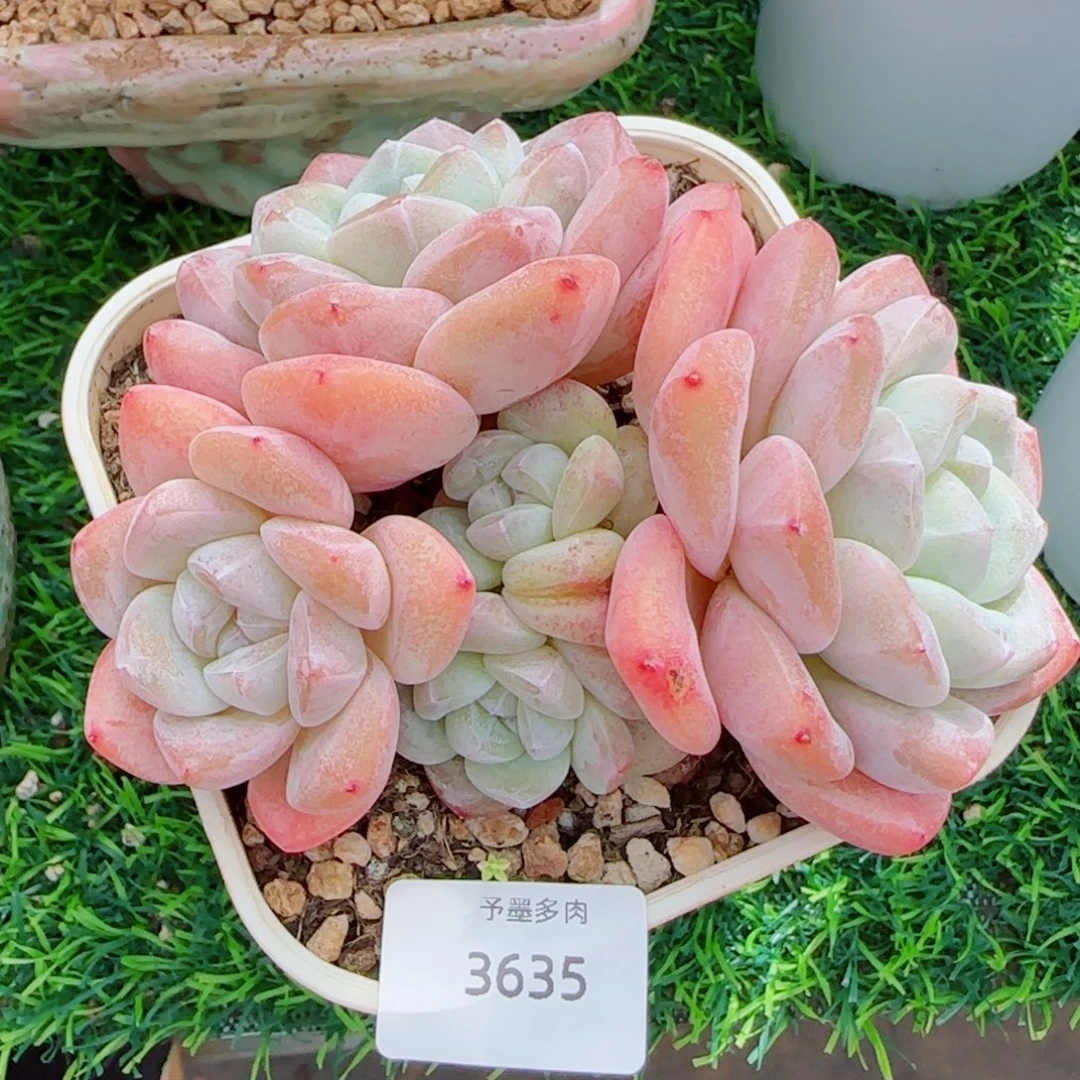 粗桩冰玉，3635多肉植物