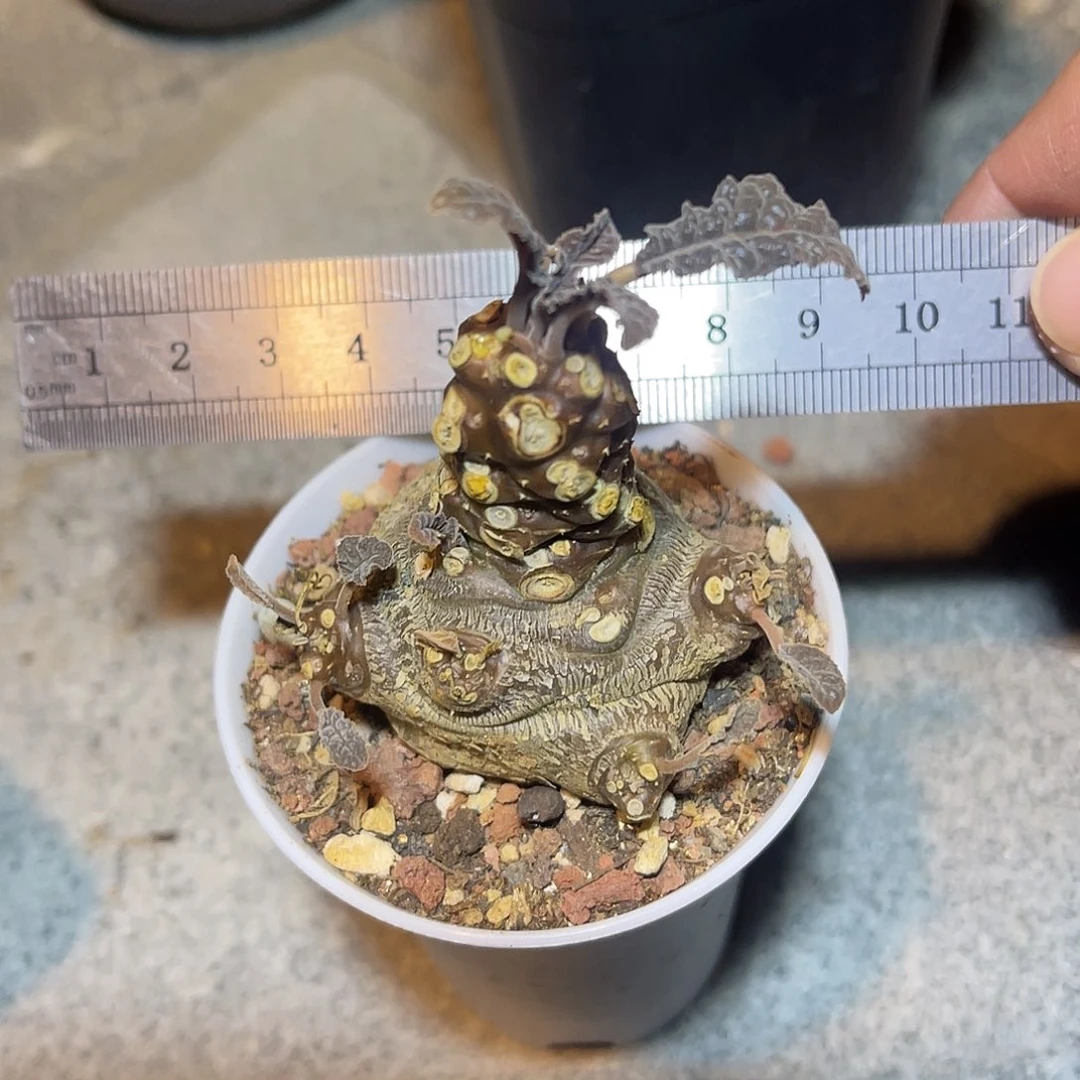 实生琉桑块根一物一拍