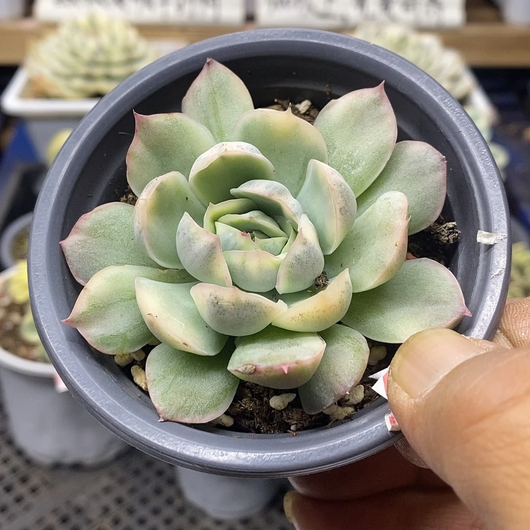 15143 草莓蛋糕锦