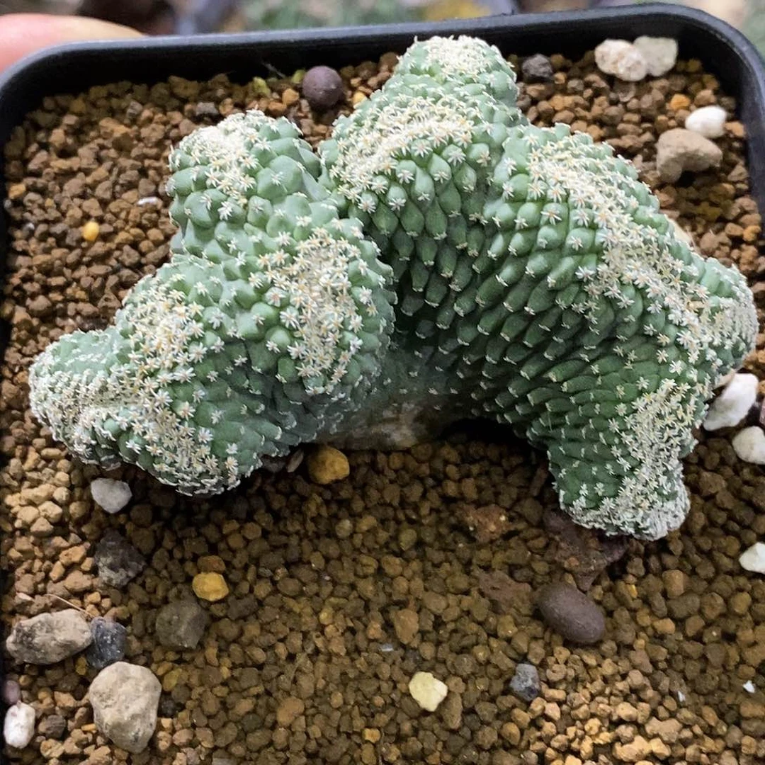 孤品实生特选株多头连体菊水缀化8.4cm