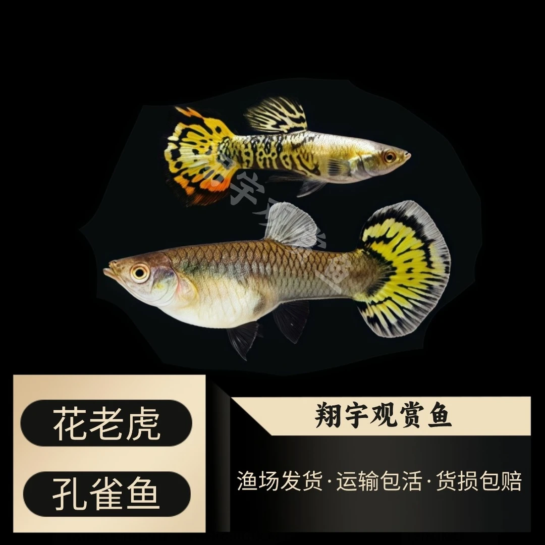 『花老虎』孔雀鱼凤尾耐活活体好养纯种胎生小型热带鱼淡水易繁殖