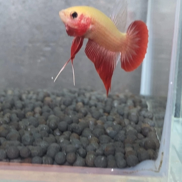 斗鱼泰国斗鱼473号