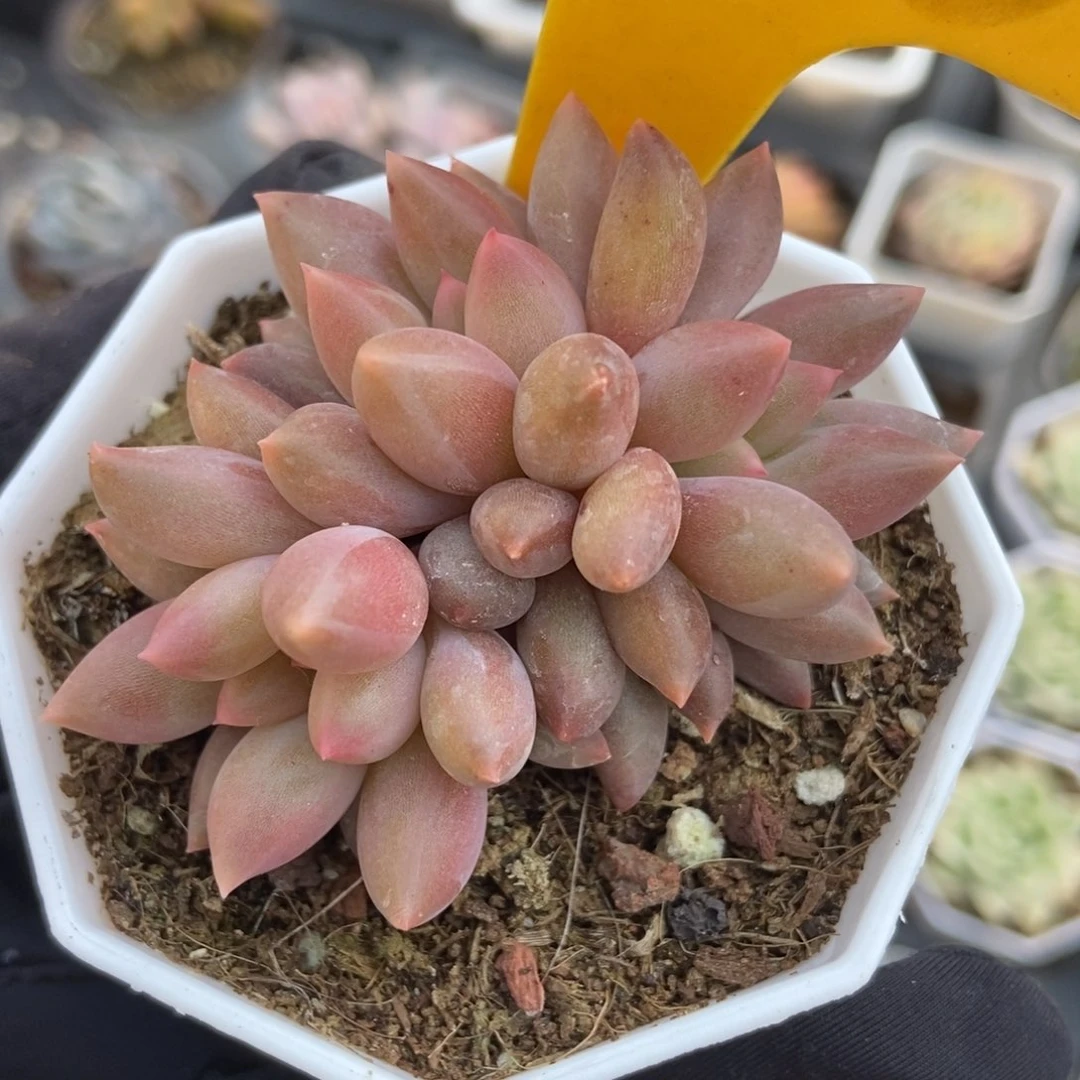 6136车厘子多肉植物保护