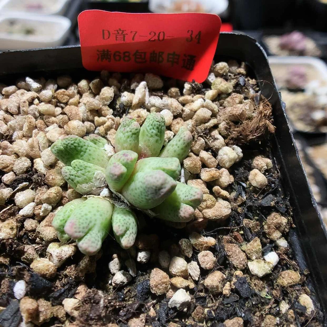 【闪购商品】7-20-34 草莓斑马 40