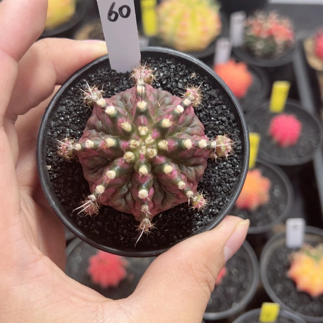 精品海神——（默认脱土发货）