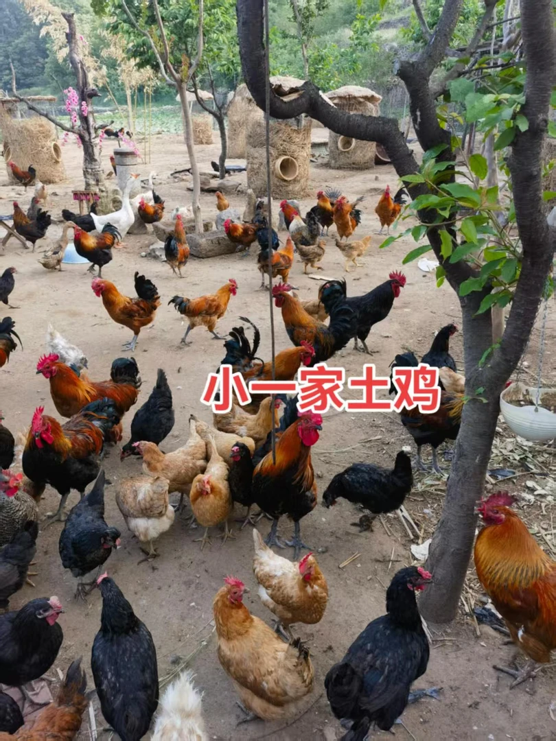 农家粮食喂养跑山鸡溜达鸡1.2/3年（宰杀不退换） 包冰率不含冰