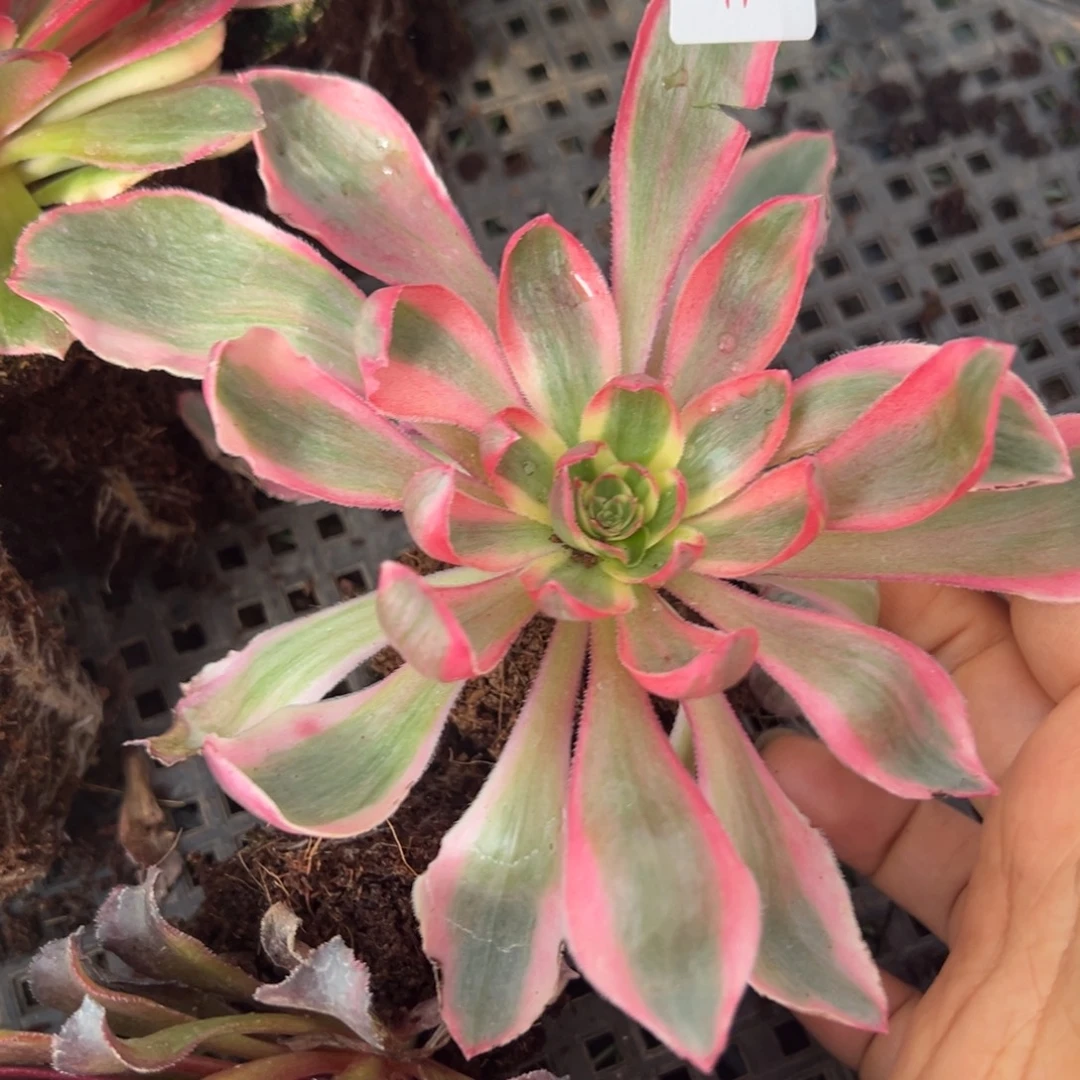 11天使多肉嘻嘻嘻嘻