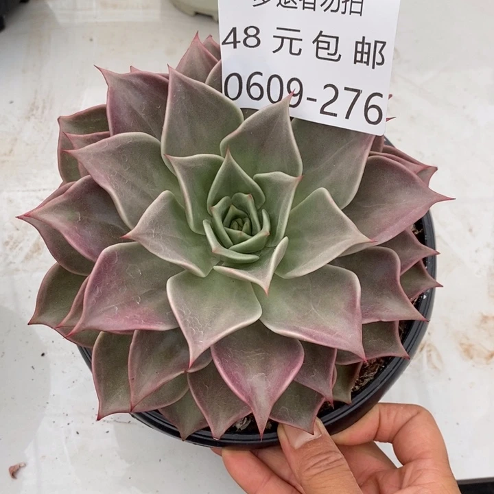 小***傲夏悦多肉0609-276星星