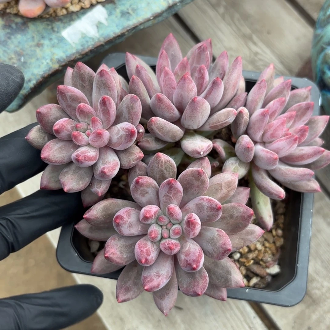 无花朵虞美人无砍