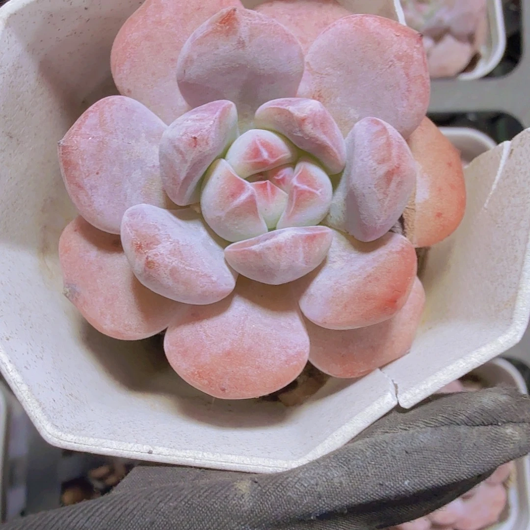 完全开放精品奶盖多肉植物