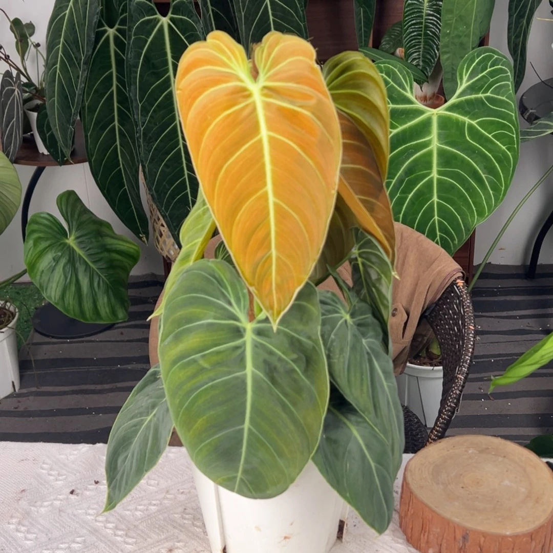 完全开放双株上柱黑金蔓绿绒