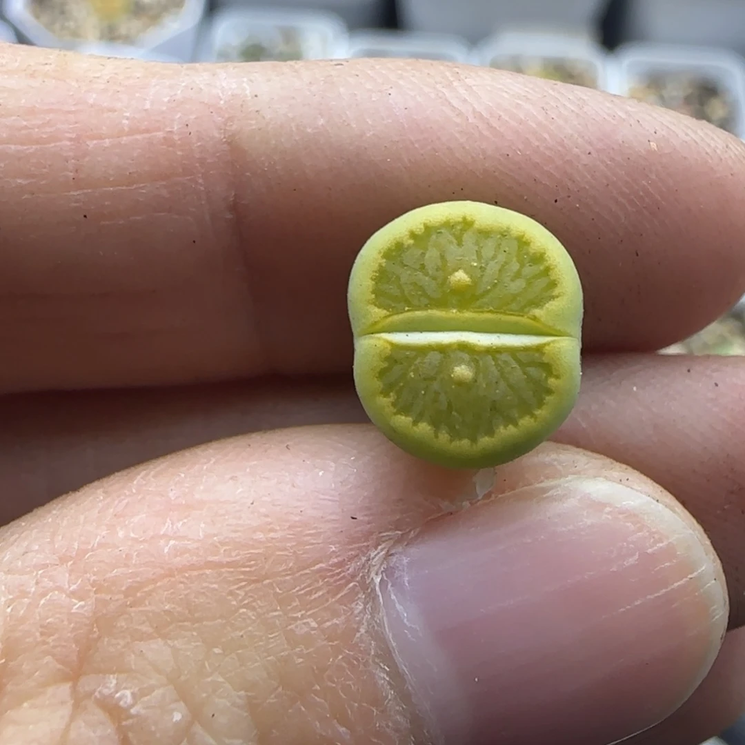 664 清框福利30包邮