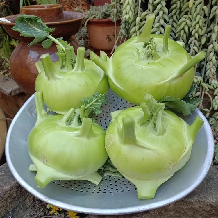 新鲜蔬菜苤蓝苤兰水果大头菜疙瘩菜芥菜头泡菜撇了现摘现发包邮
