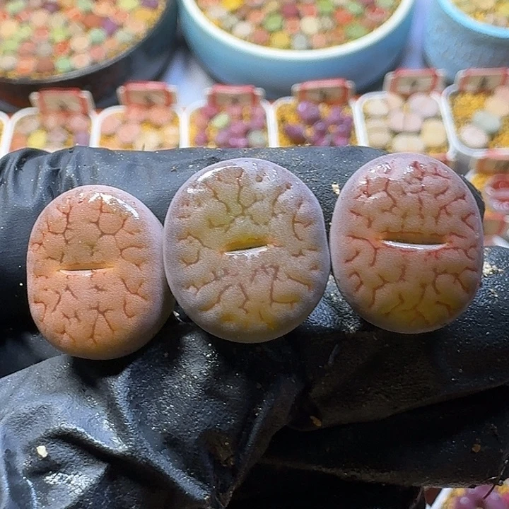 生石花2:：：：。  35号