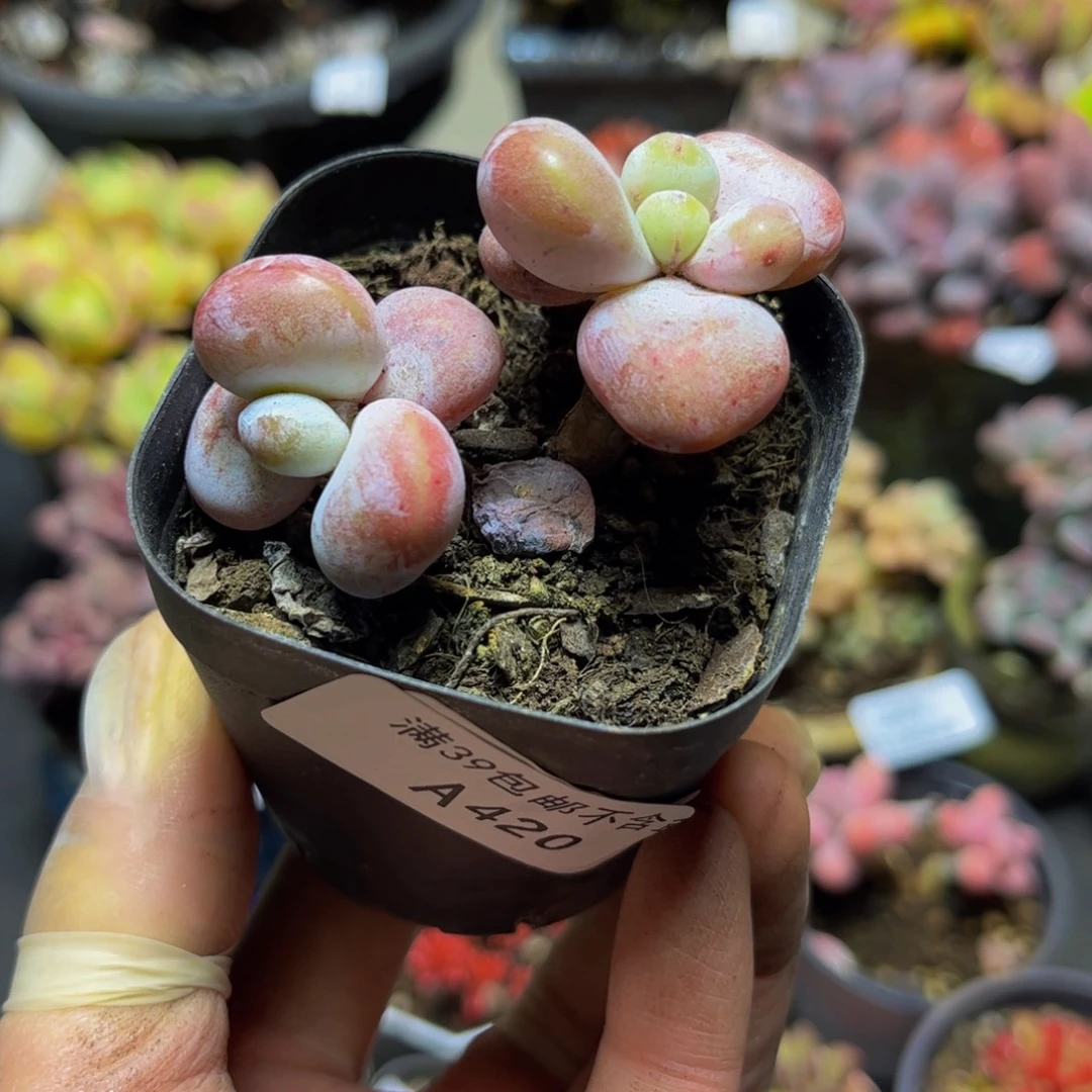 420雪美人6厘米多肉