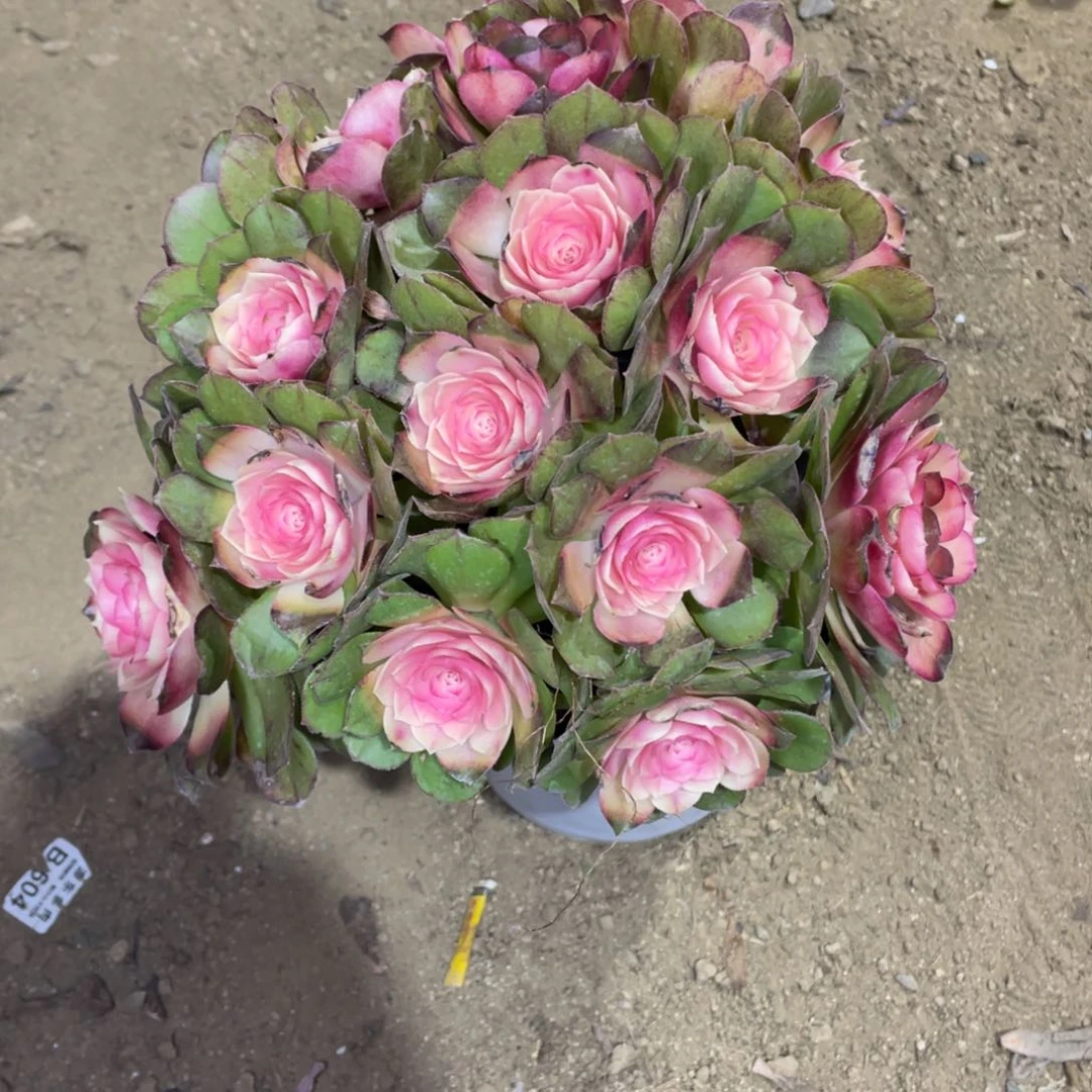 在****我牡丹仙子多肉法师断枝不包