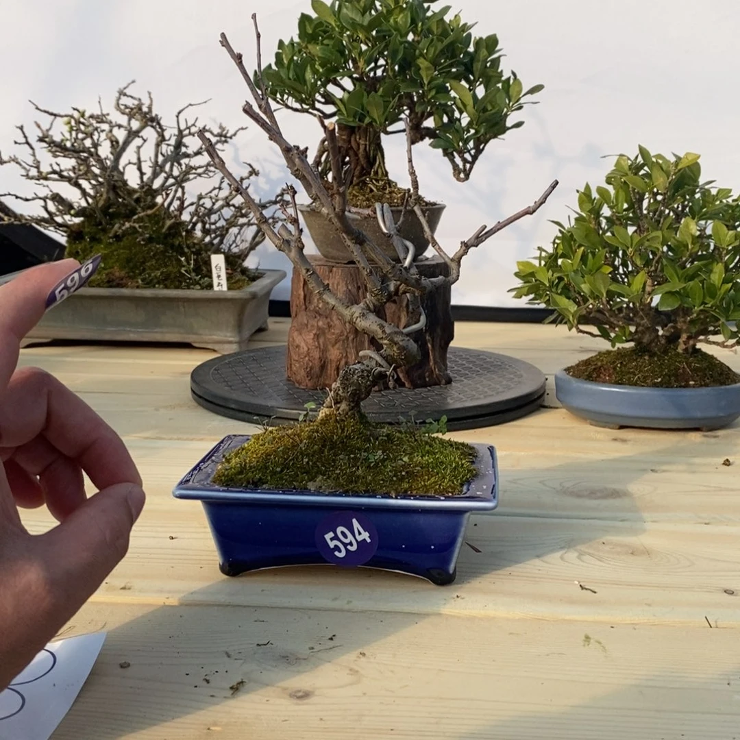 红陶浅*忆红红火火过大年594