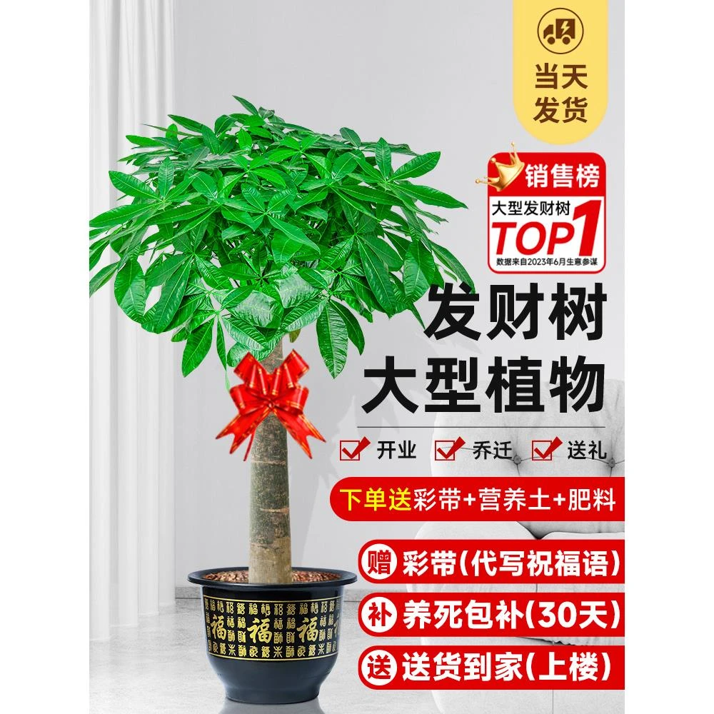 发财树盆栽大棵室内摆客厅大型步步高招财树绿植物办公室乔迁开业