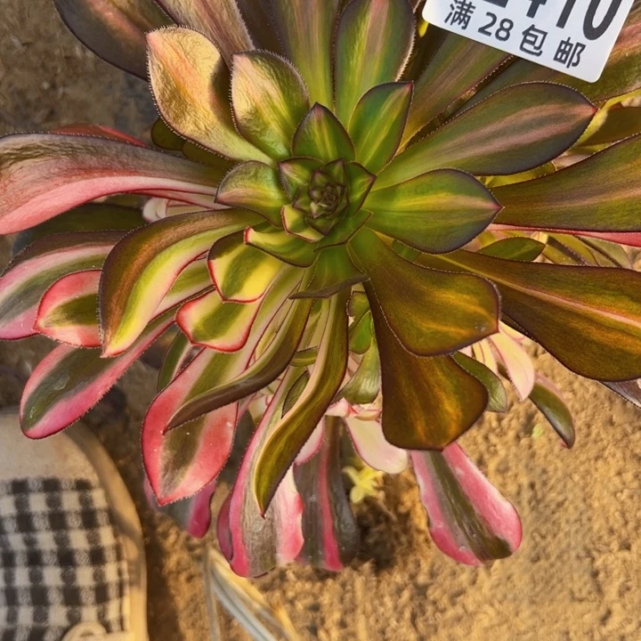 2410多肉植物爱马仕中斑花脸