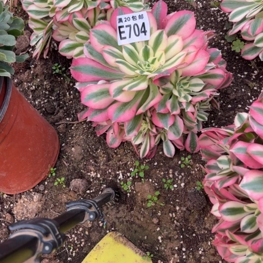 704女巫法师不包断枝